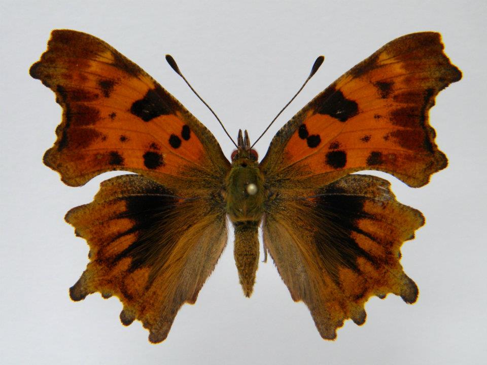 Polygonia c-album (coldshock)5 (Internet Image property of respective owner, non-commercial use only)